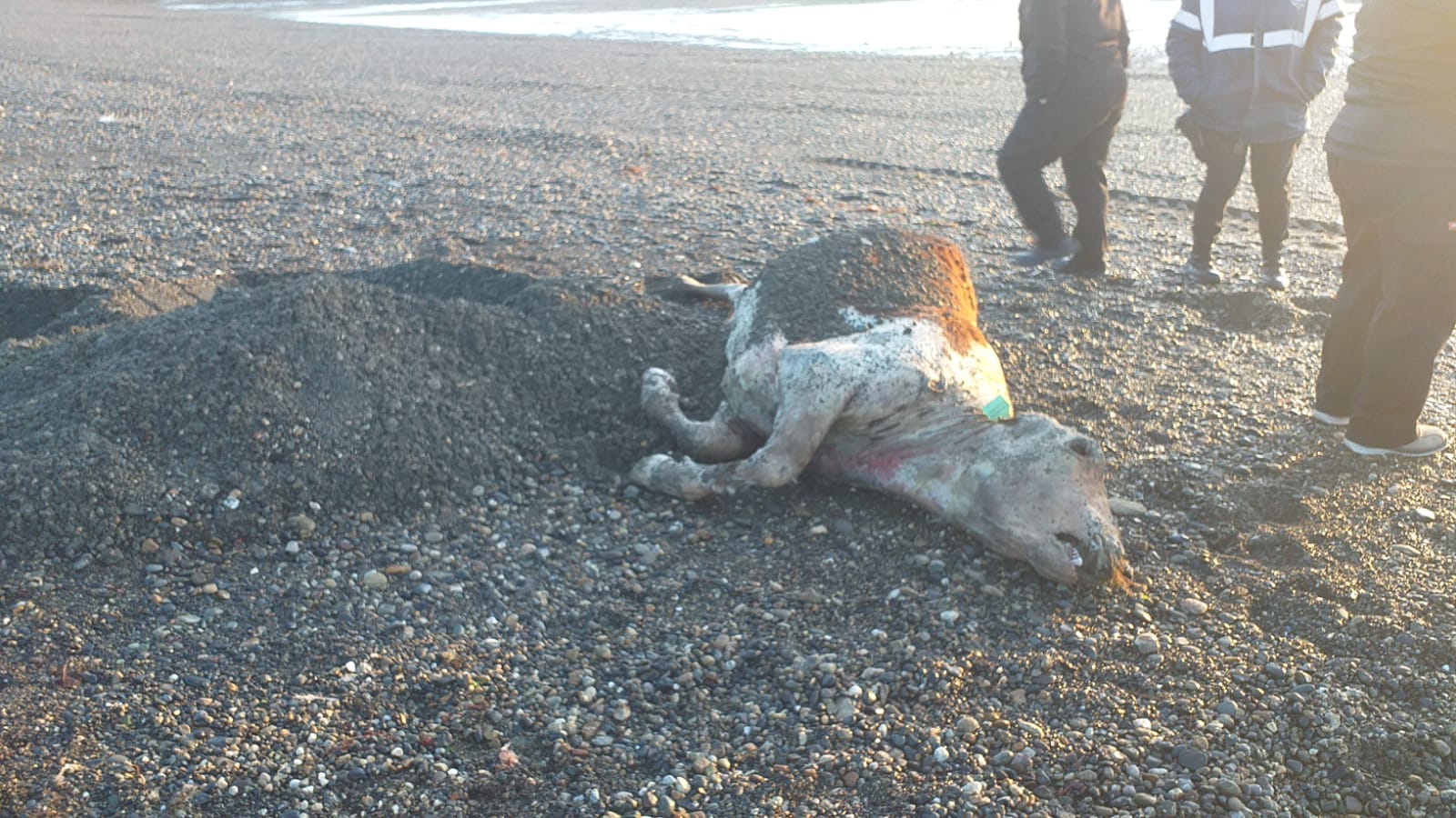 El animal yacía a la vera de la costanera. 